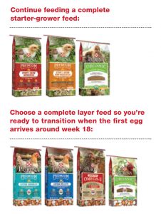 Fast Chicken Facts By Age